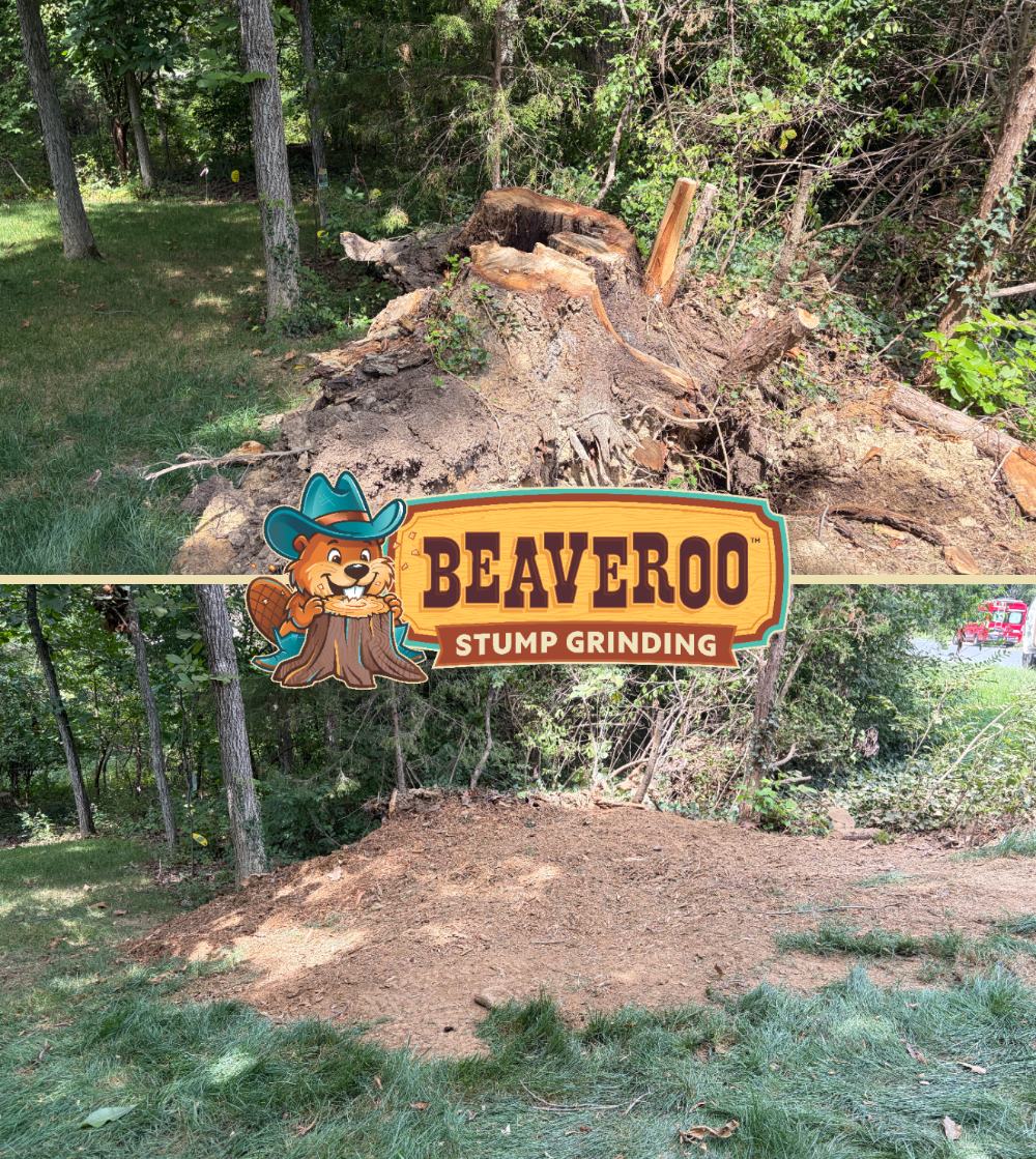Before and after: a large hardwood stump ground flat