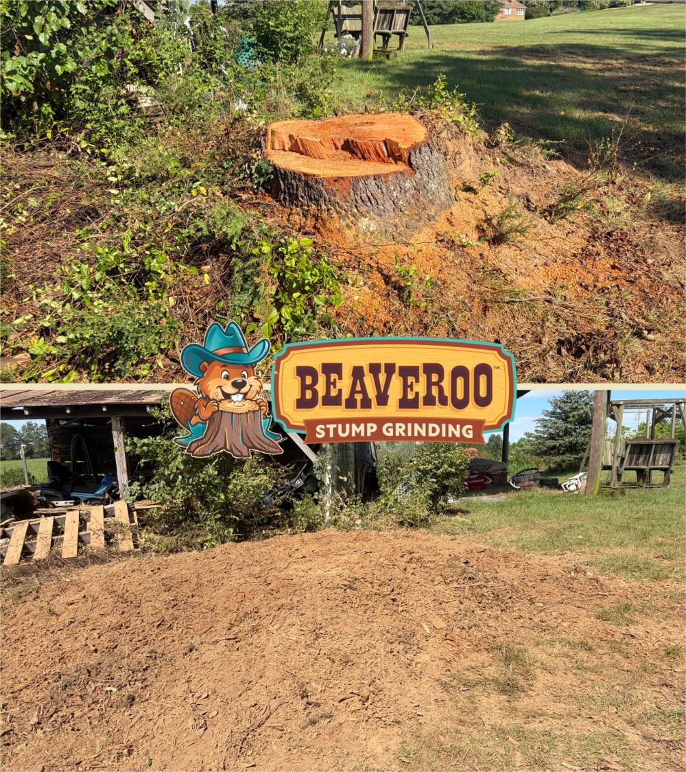 Before and after a Beaveroo stump grinding job